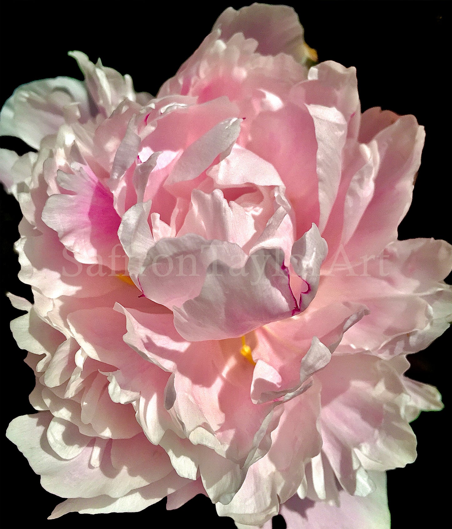 Pink Peony Photography Print